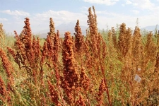 Kinoa Bitkisi Nasıl Tüketilir? Kinoa Bitkisi Nasıl Tüketilir?